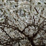 Nanking Cherry (Prunus Tomentosa) 10 seeds