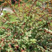 Nanking Cherry (Prunus Tomentosa) 10 seeds