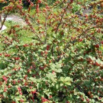 Nanking Cherry (Prunus Tomentosa) 5 seeds