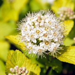 Ninebark (Physocarpus Opulifolius Darts Gold) 100 seeds