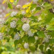 Ninebark (Physocarpus Opulifolius Darts Gold) 30 seeds