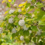 Ninebark (Physocarpus Opulifolius Darts Gold) 100 seeds