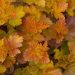 Ninebark (Physocarpus Opulifolius Darts Gold) 50 seeds