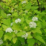 Ninebark (Physocarpus Opulifolius Darts Gold) 100 seeds