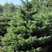 Noble Fir (Abies Nobilis Procera) 5 seeds