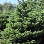 Noble Fir (Abies Nobilis Procera) 10 seeds