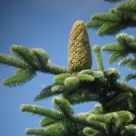 Noble Fir (Abies Nobilis Procera) 50 seeds