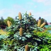 Noble Fir (Abies Nobilis Procera) 5 seeds