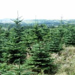 Noble Fir (Abies Nobilis Procera) 50 seeds