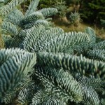 Noble Fir (Abies Nobilis Procera) 10 seeds