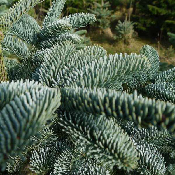 Noble Fir 10 seeds Red Fir christmas tree XMAS TREE Details about   Abies Nobilis Procera