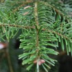 Nordman Fir (Abies Nordmanniana) 5 seeds