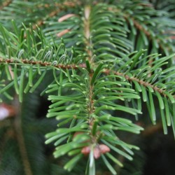 Nordman Fir (Abies Nordmanniana) 5 seeds