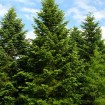 Nordman Fir (Abies Nordmanniana) 15 seeds