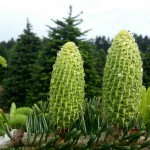 Nordman Fir (Abies Nordmanniana) 10 seeds