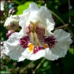 Northern catalpa (Catalpa Speciosa) 5 seeds