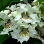 Northern catalpa (Catalpa Speciosa) 15 seeds