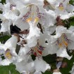 Northern catalpa (Catalpa Speciosa) 15 seeds