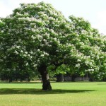 Northern catalpa (Catalpa Speciosa) 5 seeds