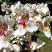 Northern catalpa (Catalpa Speciosa) 5 seeds