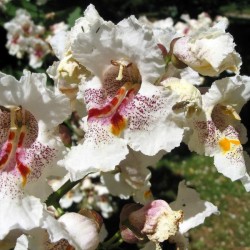 Northern catalpa (Catalpa Speciosa) 30 seeds