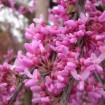 Northern Redbud (Cercis Canadensis) 10 seeds