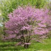 Northern Redbud (Cercis Canadensis) 20 seeds