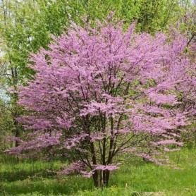 Northern Redbud (Cercis Canadensis) 10 seeds Northern Redbud (Cercis Canadensis) 10 seeds