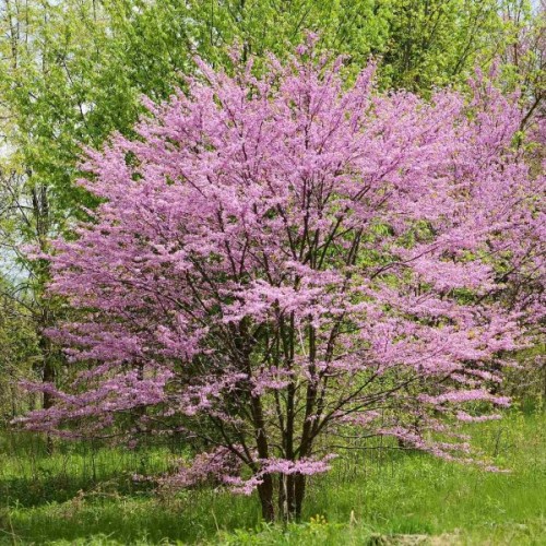 Northern Redbud (Cercis Canadensis) 10 seeds