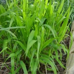 Northern Sea Oats (Chasmanthium Latifolium) 50 seeds