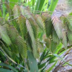 Northern Sea Oats (Chasmanthium Latifolium) 50 seeds