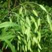 Northern Sea Oats (Chasmanthium Latifolium) 50 seeds