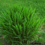 Northern Sea Oats (Chasmanthium Latifolium) 25 seeds