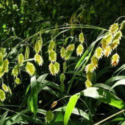 Northern Sea Oats (Chasmanthium Latifolium) 25 seeds