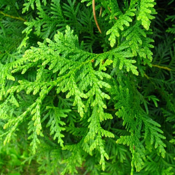 Buy Northern White Cedar (Thuja Occidentalis) 100+ seeds online ...