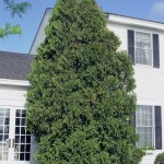 Northern White Cedar (Thuja Occidentalis) 50 seeds