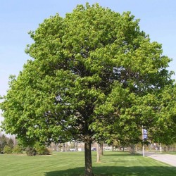 Norway Maple (Acer Platanoides) 20 seeds