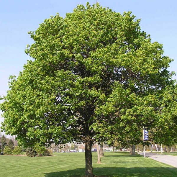 Buy Norway Maple Acer Platanoides Seeds Online Seeds Hobbyseeds Store