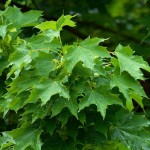 Norway Maple (Acer Platanoides) 40 seeds