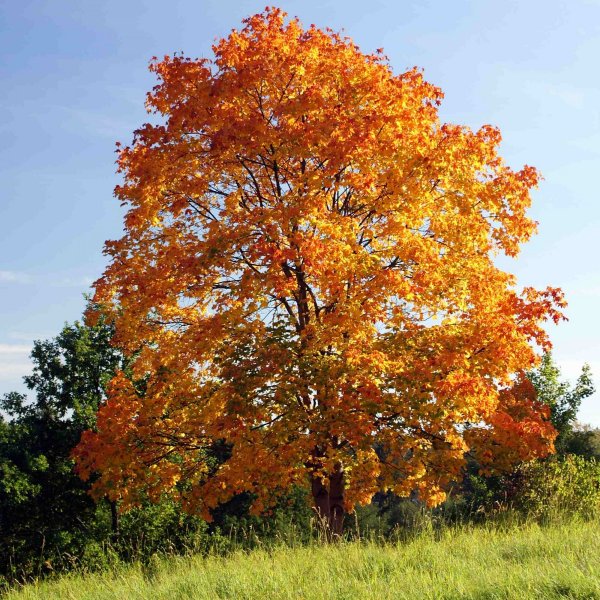 Buy Norway Maple Acer Platanoides Seeds Online Seeds Hobbyseeds Store