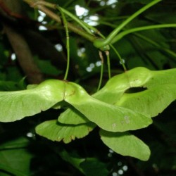 Norway Maple (Acer Platanoides) 10 seeds