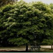 Norway Maple (Acer Platanoides) 40 seeds