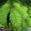 Norway Spruce (Picea Abies) 30 seeds