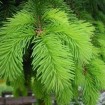 Norway Spruce (Picea Abies) 30 seeds