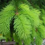 Norway Spruce (Picea Abies) 15 seeds