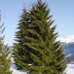 Norway Spruce (Picea Abies) 15 seeds