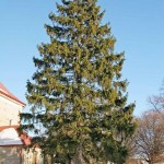 Norway Spruce (Picea Abies) 30 seeds