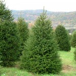 Norway Spruce (Picea Abies) 15 seeds