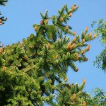 Norway Spruce (Picea Abies) 30 seeds