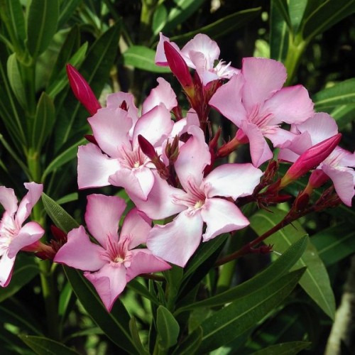 Oleander (Nerium Oleander) 50 seeds